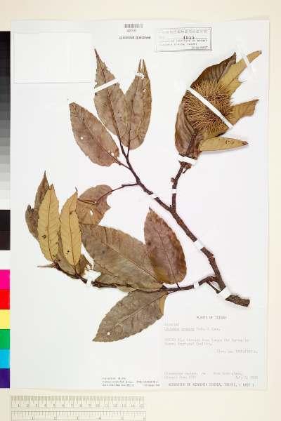 中文種名:茅栗(日本板栗、栗子) 學名:Castanea crenata Sieb. & Zucc.
