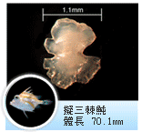 擬三棘魨 擬三棘魨