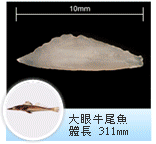 大眼牛尾魚 大眼牛尾魚