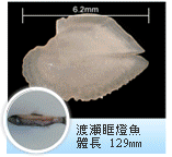 渡瀨眶燈魚 渡瀨眶燈魚