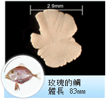 玫瑰的鯛 玫瑰的鯛