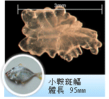 小鞍斑鰏 小鞍斑鰏