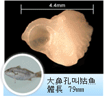 大鼻孔叫姑魚 大鼻孔叫姑魚