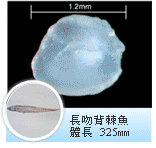 長吻背棘魚 長吻背棘魚