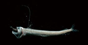 蝰魚 Viperfish (Chauliodus sloani)：約15公分，棲息於大洋深海中層帶深度約200-1000公尺之間。