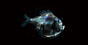 棘銀斧魚 Hatchetfish (Argyropelecus aculeatus)：約8公分，大洋深海中層，200-600公尺。