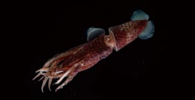 帆魷 Deep sea squid (Histioteuthis sp.)：約12公分，大洋深海中層，300-1000公尺。