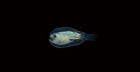 深海鮟鱇魚幼魚 Deep sea angler larva：約3公分，大洋深海中層，200-500公尺。