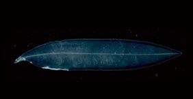 柳葉鰻 Leptocephalus：約20公分，大洋深海中層，200-500公尺。