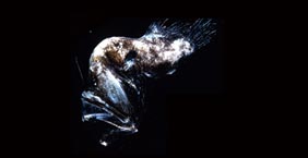 短柄黑角鮟鱇 Murray's abyssal angler (Melanocetus murrayi)：約12公分，棲息於大洋深海中層帶深度約200-2500公尺之間。