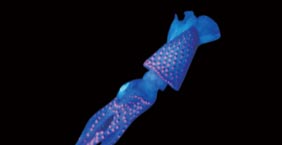 帆魷 Deep sea squid (Histioteuthis sp.)