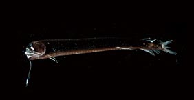 大眼黑巨口魚 Dragonfish (Melanostomias melanops)：約12公分，大洋深海中層，200-1000公尺。