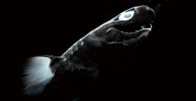 尖頜鎧鯊 Viper dogfish (Trigonognathus kabeyai)：約15公分，大洋深海中層，250-1000公尺。
