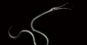 鴨嘴鰻 Snipe eels (Avocettina sp.)：約45公分，大洋深海中層，200-1500公尺。不尋常的上、下頷可是密佈著感覺細胞，當獵物輕輕觸碰時迅速閉合，輕鬆享受豐盛一餐！