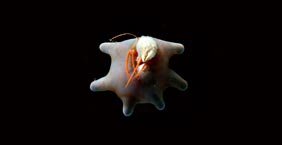 擬寄居蟹 Deep sea hermit crab (Parapagurus sp.)：約6公分，大洋深海底層，1000-2000公尺。