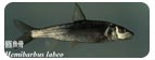 Hemibarbus labeo