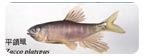 平頜鱲Zacco platypus