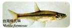 台灣梅氏鯿Metzia formosae