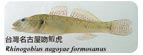 台灣名古屋吻鰕虎Rhinogobius nagoyae formosanus