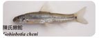 陳氏鰍鮀Gobiobotia cheni