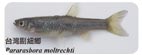 台灣副細鯽Pararasbora moltrechti