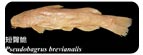 短臀鮠Pseudobagrus brevianalis