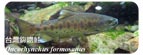 台灣鉤吻鮭Oncorhynchus formosanus