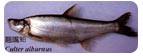 翹嘴鮊Culter alburnus