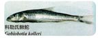 科勒氏鰍鮀Gobiobotia kolleri