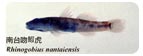 南台吻鰕虎Rhinogobius nantaiensis