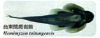 台東間爬岩鰍Hemimyzon taitungensis
