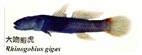 大吻鰕虎Rhinogobius gigas
