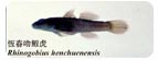 恆春吻鰕虎Rhinogobius henchuenensis