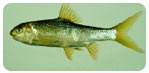 高身白甲魚Onychostoma alticorpus