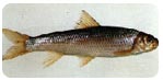 台灣白甲魚(俗名苦花)Onychostoma barbatulum