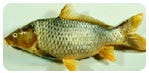 鯉Cyprinus carpio carpio