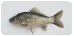鯽Carassius auratus auratus