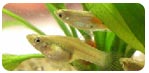 大肚魚Gambusia affinis