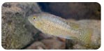 吳郭魚Oreochromis niloticus niloticus