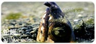 蛇鰻Snake eels