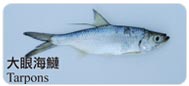 大眼海鰱Tarpons