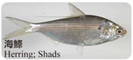 海鰶Herring; Shads