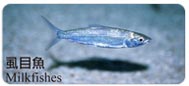 虱目魚Milkfishes