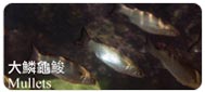 大鱗龜鮻Mullets