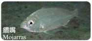 鑽嘴Mojarras