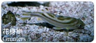 花身鯻Grunters