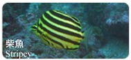 柴魚Stripey