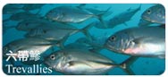六帶鰺Trevallies