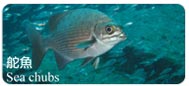 舵魚Sea chubs
