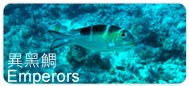 黑鯛Emperor breams